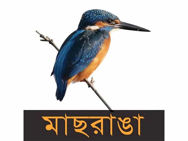 Maasranga TV logo